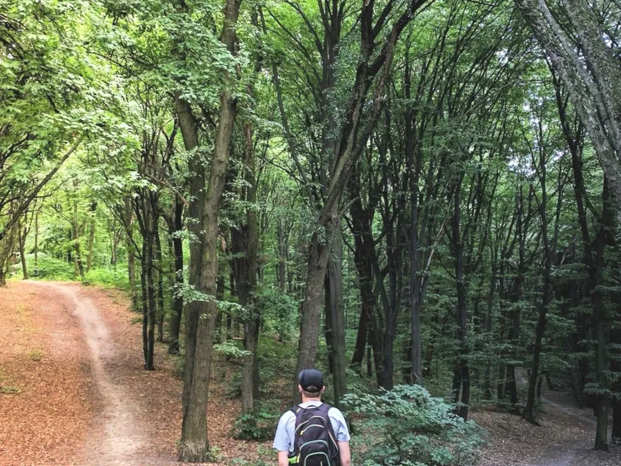 A person walking a path through green woodland